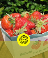 culture-fraises-logo
